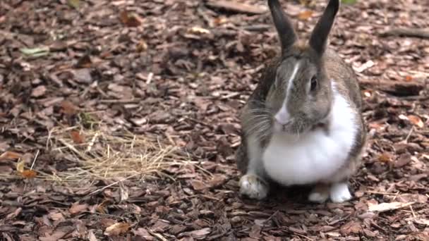 迷人的兔子花园里的绿草 Uhd P60 Ppaning 特写镜头 — 图库视频影像