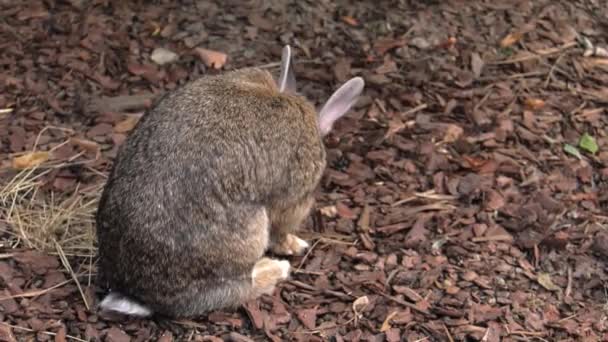 Charmant Lapin Herbe Verte Dans Jardin Uhd 50P 60P Panoramique — Video