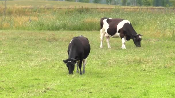 One Young Cow Eats Grass Uhd 50P — Stock Video
