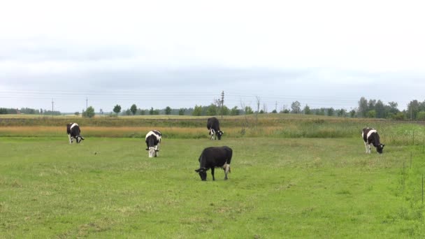 Een Zwart Wit Koe Graast Een Weide — Stockvideo