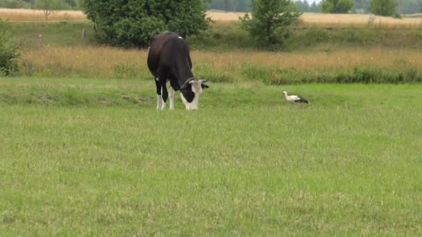 Eine Schwarz Weiße Kuh Grast Auf Einer Weide — Stockvideo