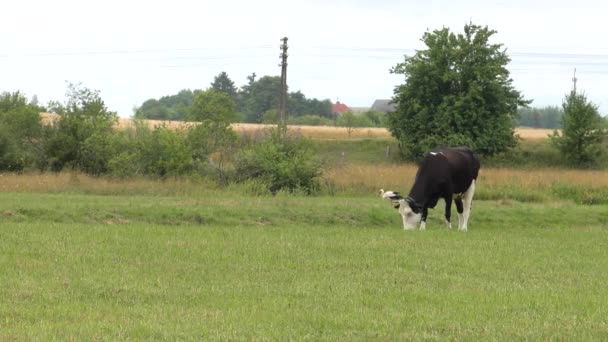 つの若い牛が草を食べています Uhd — ストック動画