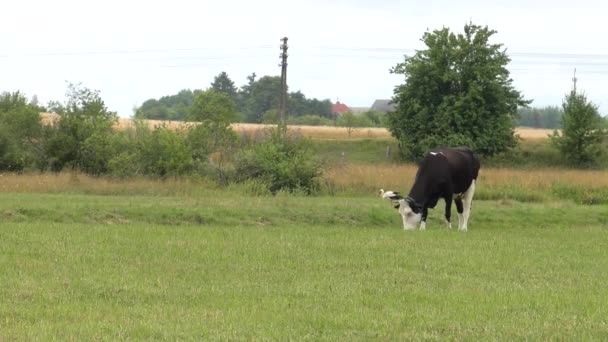 One young cow eats grass. 4K, UHD, 50p — Stock Footage One Young Cow Eats Grass Uhd 50P Stock Footage