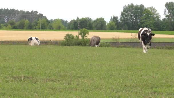 Une vache noire et blanche broute dans une prairie .