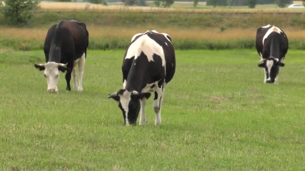 Black White Cow Grazes Meadow — Stock Video