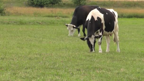 One Young Cow Eats Grass Uhd 50P — Stock Video