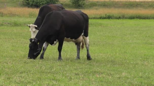 One Young Cow Eats Grass Uhd 50P — Stock Video