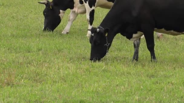 Een Zwart Wit Koe Graast Een Weide — Stockvideo