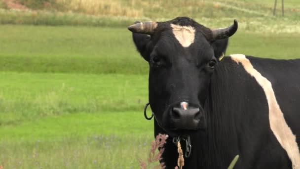 Une Jeune Vache Mange Herbe Uhd 50P — Video