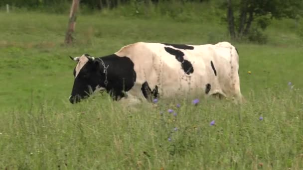 Une vache noire et blanche broute dans une prairie .