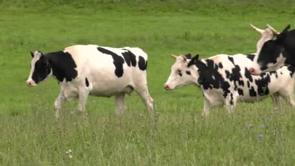 Una Vaca Blanca Negra Roza Prado — Vídeos de Stock