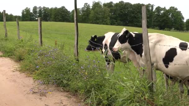 Eine Schwarz Weiße Kuh Grast Auf Einer Weide — Stockvideo
