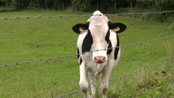 Одна Молода Корова Їсть Траву Uhd 50P — стокове відео