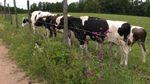 Чорно Біла Корова Ладає Лузі — стокове відео