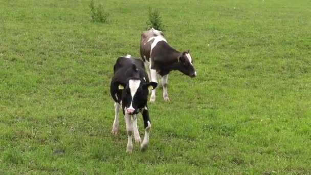 One Young Cow Eats Grass Uhd 50P — Stock Video