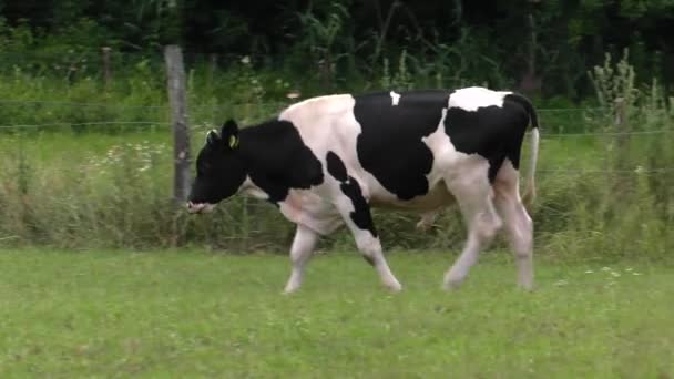 One Young Cow Eats Grass Uhd 50P — Stock Video