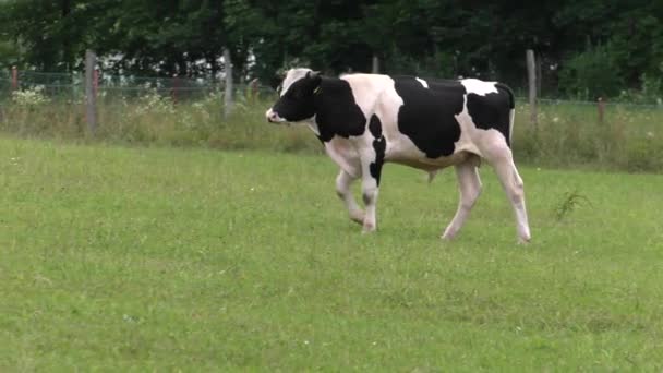 Une jeune vache mange de l'herbe. 4K, UHD, 50p 