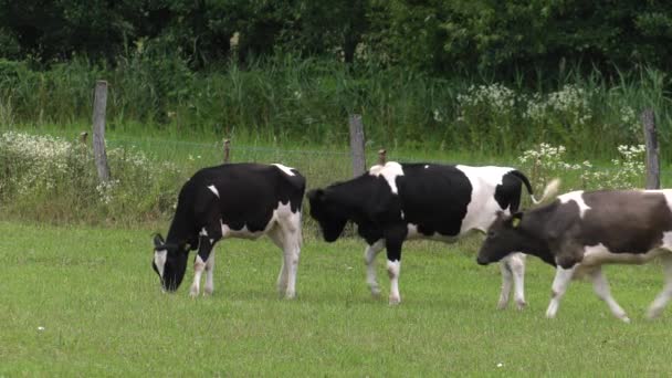 Une Vache Noire Blanche Broute Dans Une Prairie — Video