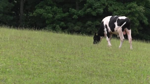 Una Vaca Joven Come Hierba Uhd 50P — Vídeos de Stock
