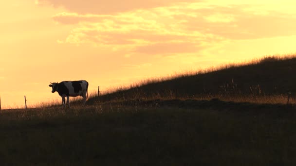 美しい夕日 抽象化です 牛は牧草地で放牧します ハエや蚊 背景を飛んでいます 太陽に撮影します 露出の効果 フレア 細かい霧 Uhd — ストック動画