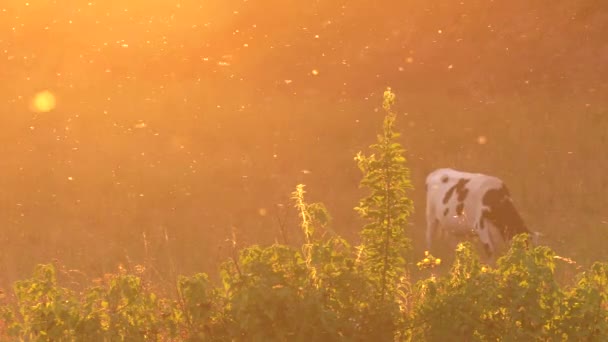 Прекрасный Закат Абстракция Коровы Пасутся Лугу Летающие Заднем Плане Мухи — стоковое видео