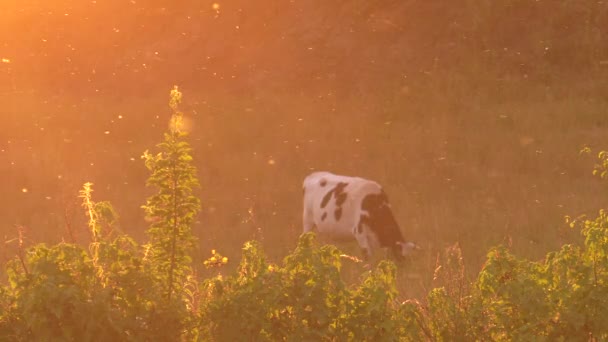 Prachtige Zonsondergang Abstractie Koeien Grazen Weide Vliegen Muggen Vliegen Achtergrond — Stockvideo