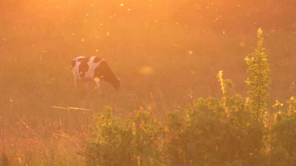 美丽的日落 牛在草地上吃草 苍蝇和蚊子在背景中飞行 被射中太阳 过度暴露的效果 很好的雾气4K Uhd P60 — 图库视频影像