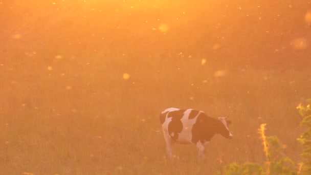 美しい夕日 抽象化です 牛は牧草地で放牧します ハエや蚊 背景を飛んでいます 太陽に撮影します 露出の効果 フレア 細かい霧 Uhd — ストック動画