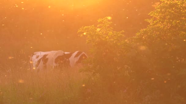 Schöner Sonnenuntergang Abstraktion Kühe Grasen Auf Der Weide Hintergrund Fliegen — Stockvideo