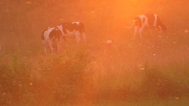 Vacker Solnedgång Abstraktion Kor Betar Ängen Flugor Och Myggor Som — Stockvideo