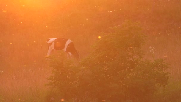 Прекрасный Закат Абстракция Коровы Пасутся Лугу Летающие Заднем Плане Мухи — стоковое видео