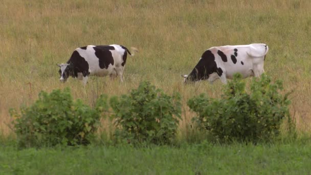 Una Vaca Blanca Negra Roza Prado — Vídeo de stock