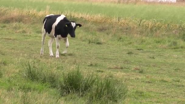 Une jeune vache mange de l'herbe. 4K, UHD, 50p 