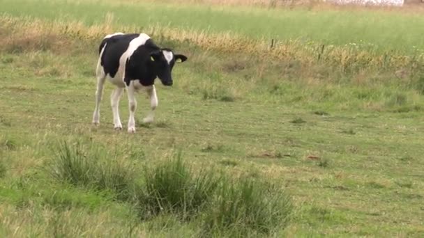 One Young Cow Eats Grass Uhd 50P — Stock Video