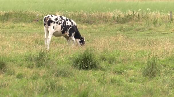 Uma Vaca Jovem Come Erva Uhd 50P — Vídeo de Stock