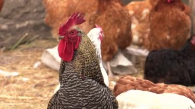 Tavuk bahçedeki solucan için arıyorum. 4k, Uhd, 50p, 60p, kaydırma, portre, 