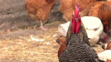 Tavuk bahçedeki solucan için arıyorum. 4k, Uhd, 50p, 60p, kaydırma, portre, 