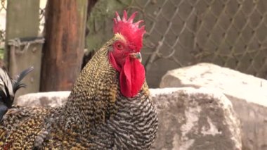 Tavuk bahçedeki solucan için arıyorum. 4k, Uhd, 50p, 60p, kaydırma, portre, 