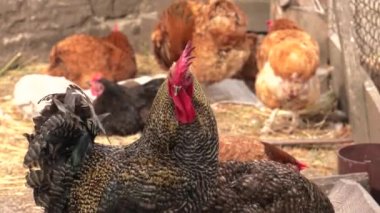 Tavuk bahçedeki solucan için arıyorum. 4k, Uhd, 50p, 60p, kaydırma, portre, 