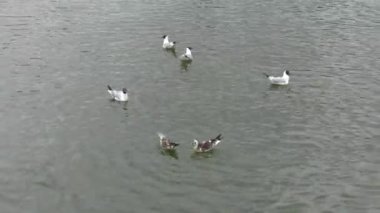 Birçok martılar suda yüzer. Deniz. Yumuşak dalgalar. 4k, Uhd, 50p, 60p, kaydırma, portre, 
