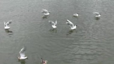 Birçok martılar suda yüzer. Deniz. Yumuşak dalgalar. 4k, Uhd, 50p, 60p, kaydırma, portre, 