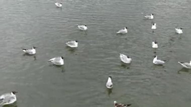 Birçok martılar suda yüzer. Deniz. Yumuşak dalgalar. 4k, Uhd, 50p, 60p, kaydırma, portre, 