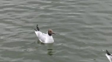 Martı arka planda. 4k, Uhd, 50p, 60p, kaydırma, portre, 