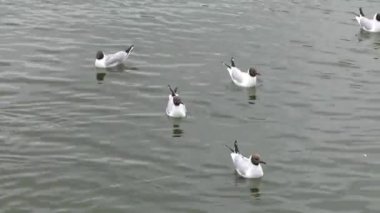 Martı arka planda. 4k, Uhd, 50p, 60p, kaydırma, portre, 