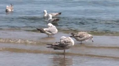 Birçok martılar suda yüzer. Deniz. Yumuşak dalgalar. 4k, Uhd, 50p, 60p, kaydırma, portre, 