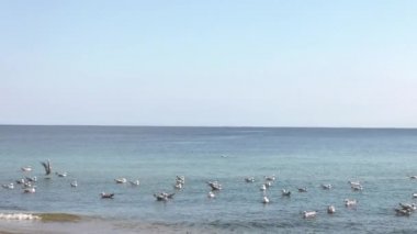 Birçok martılar suda yüzer. Deniz. Yumuşak dalgalar. 4k, Uhd, 50p, 60p, kaydırma, portre, 