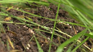 Siyah karıncalar karınca yuvası yürüyüş ve bir yuva kurmak.