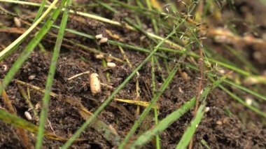 Siyah karıncalar karınca yuvası yürüyüş ve bir yuva kurmak.