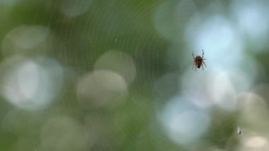 Küçük örümcek örümcek ağı üzerinde oturuyor. Yemek yiyor. Güzel bokeh ve arka plan bulanıklık. 4k, Uhd, 50p, 60p, kaydırma, portre, sığ derinlik alanlarının.