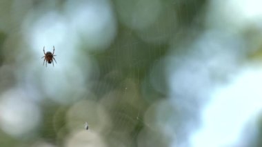 Küçük örümcek örümcek ağı üzerinde oturuyor. Yemek yiyor. Güzel bokeh ve arka plan bulanıklık. 4k, Uhd, 50p, 60p, kaydırma, portre, sığ derinlik alanlarının.